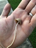Conocybe apala image