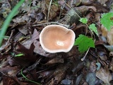 Clitocybe gibba image