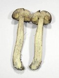 Leccinum versipelle image