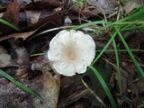 Clitocybe catinus image
