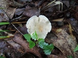 Clitocybe catinus image