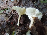 Clitocybe catinus image