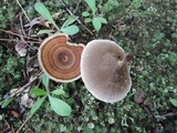 Coltricia perennis image