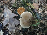 Coltricia perennis image