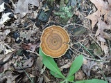 Coltricia perennis image