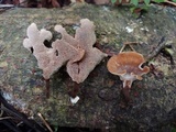 Polyporus guianensis image