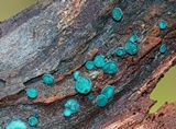 Chlorociboria aeruginosa image