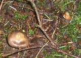Inocybe napipes image