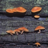 Gymnopilus austropicreus image