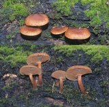 Pholiota multicingulata image