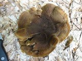 Hydnellum cristatum image