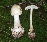 Amanita brunnescens image