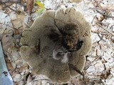 Hydnellum cristatum image
