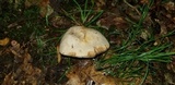 Retiboletus griseus image