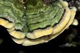 Cerrena unicolor image