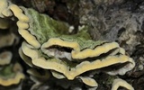 Cerrena unicolor image