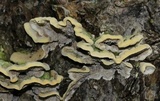 Cerrena unicolor image