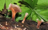 Dacryopinax elegans image