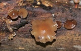 Dacryopinax elegans image