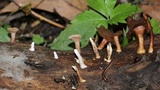 Dacryopinax elegans image