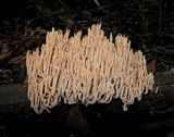 Artomyces austropiperatus image