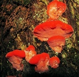 Tyromyces pulcherrimus image