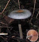 Cortinarius rotundisporus image