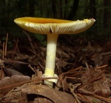 Amanita elongata image
