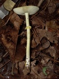 Amanita elongata image