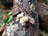 Pleurocybella porrigens image
