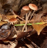 Gymnopus biformis image
