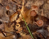 Gymnopus biformis image