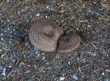 Agaricus moelleri image