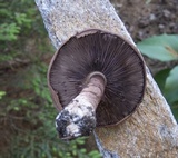Agaricus moelleri image