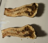 Agaricus moelleri image