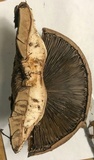 Agaricus moelleri image