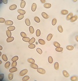 Agaricus moelleri image