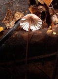 Marasmius pulcherripes image