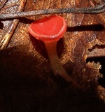 Sarcoscypha occidentalis image