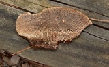 Gloeophyllum sepiarium image