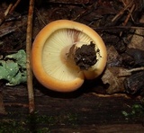 Lactifluus hygrophoroides image