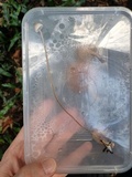 Mycena amicta image