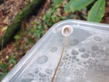 Mycena amicta image