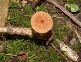 Collybiopsis subnuda image