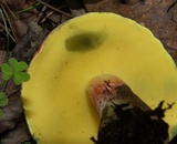 Baorangia bicolor image