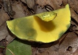Baorangia bicolor image
