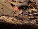 Marasmius siccus image
