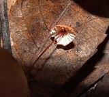 Marasmius siccus image