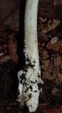 Amanita sect. Vaginatae image