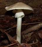 Amanita submaculata image